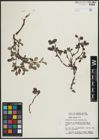 Foto von Salix arctica Pall.